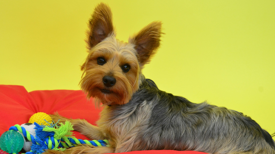 squirrel dog toy