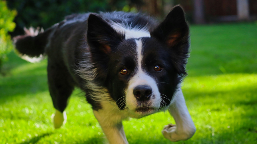 black and white dog walking on grass