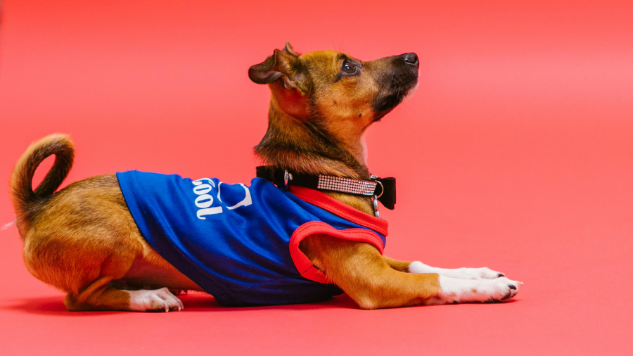 dog in blue sleeveless t-shrit