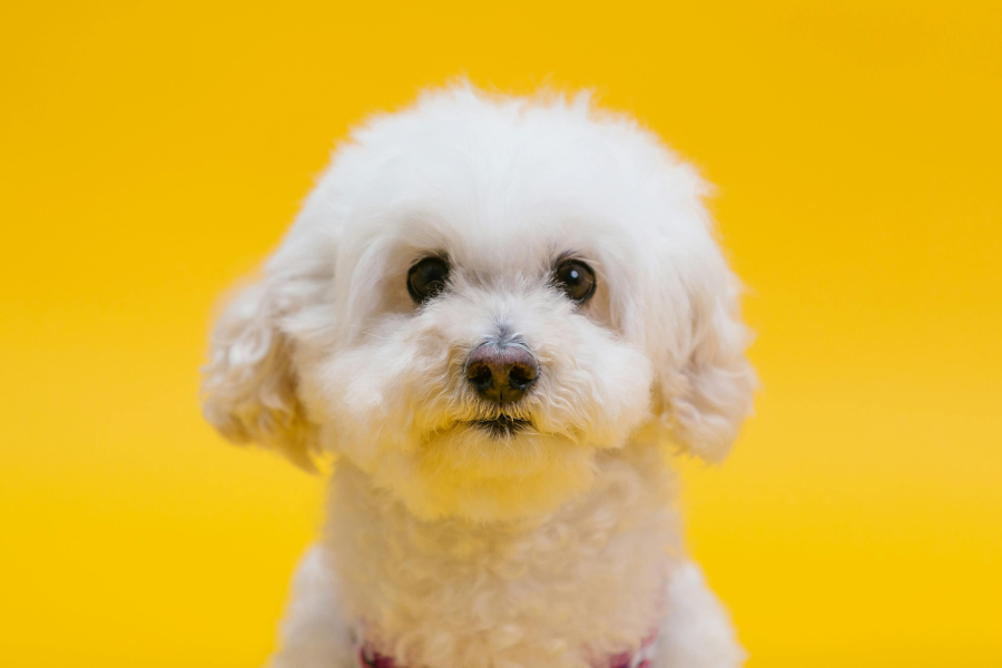 white puppy with yellow background