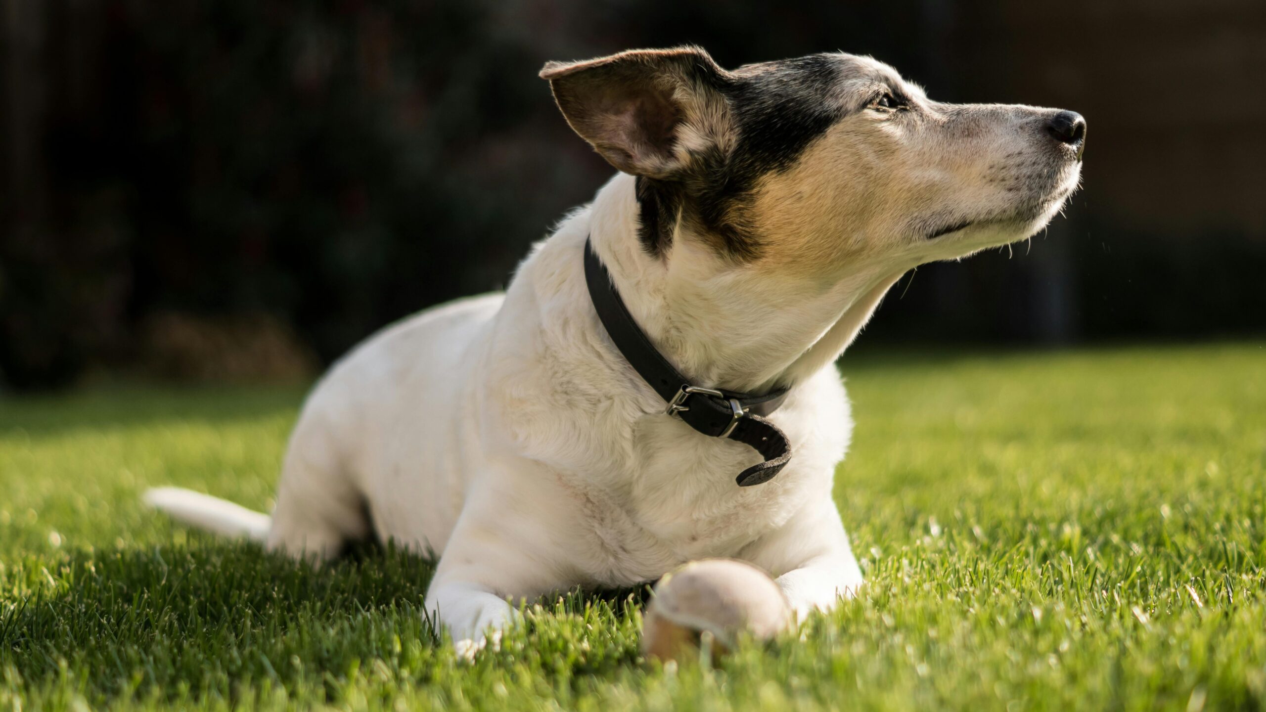 black and white dog sitting on grass