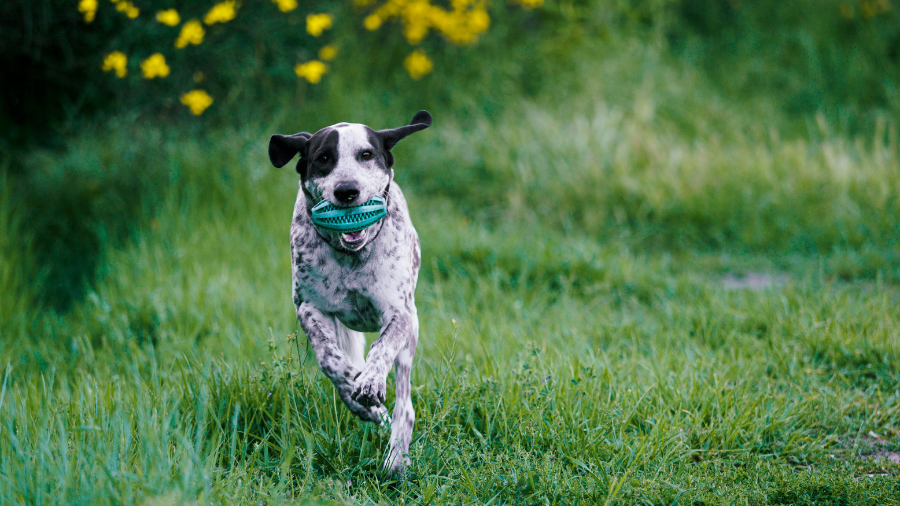 dog running on the grass with carry toy in mouth
